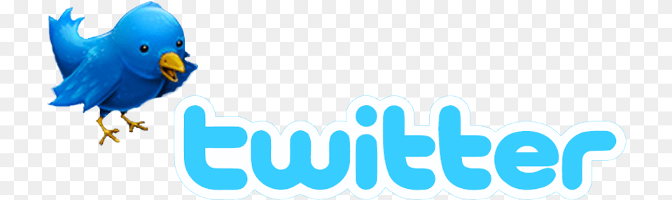 Twitter Policy Leads To Misguided Cries Twitter, Animal, Bird, Beak, Logo Free Png