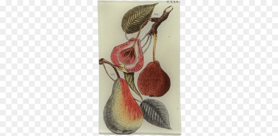 Two And 12 Pears Pink Moccasin Flower, Food, Fruit, Plant, Produce Free Png