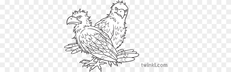 Two Bald Eagles Fledglings Multiple Animals Birds Of Prey Falconiformes, Animal, Bird, Vulture, Eagle Free Transparent Png