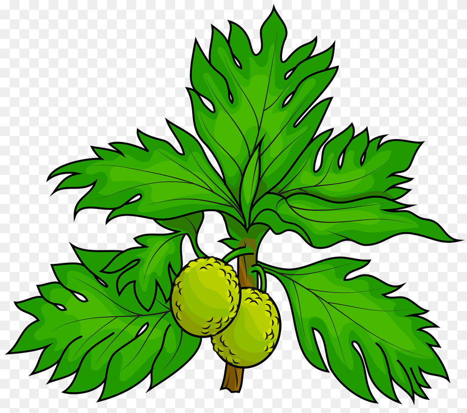 Two Breadfruits On The Tree Clipart, Leaf, Plant, Food, Produce Free Png Download