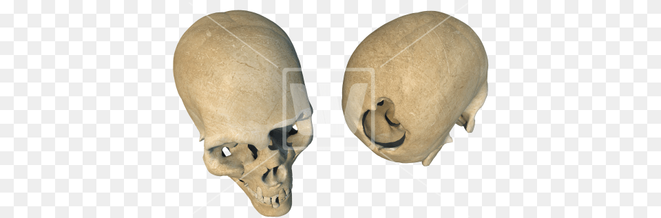 Two Broken Skulls Portable Network Graphics, Head, Person, Face, Animal Free Png
