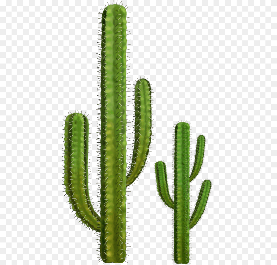 Two Cactuses, Plant, Cactus Png