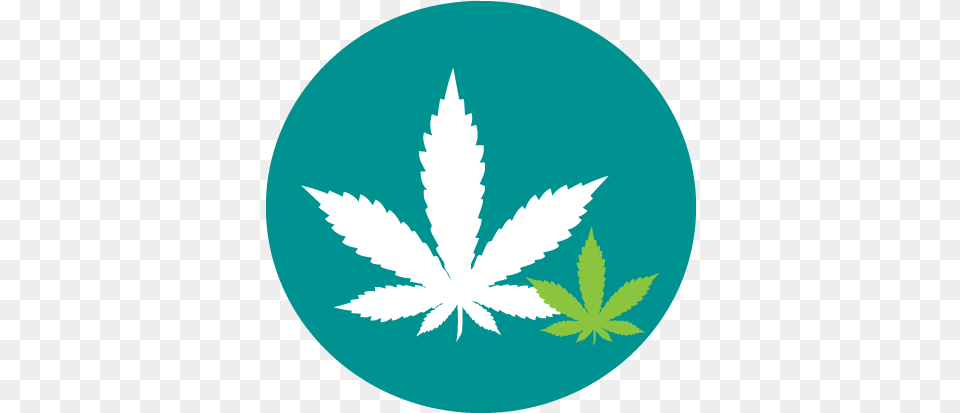 Two Cannabis Leaves Choose How You Use 420 Bunnies, Leaf, Plant, Weed, Herbal Png
