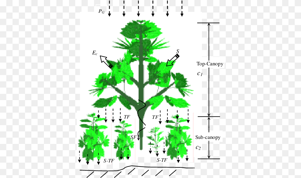 Two Canopy Layer Diagram, Plant, Vegetation, Herbal, Herbs Png