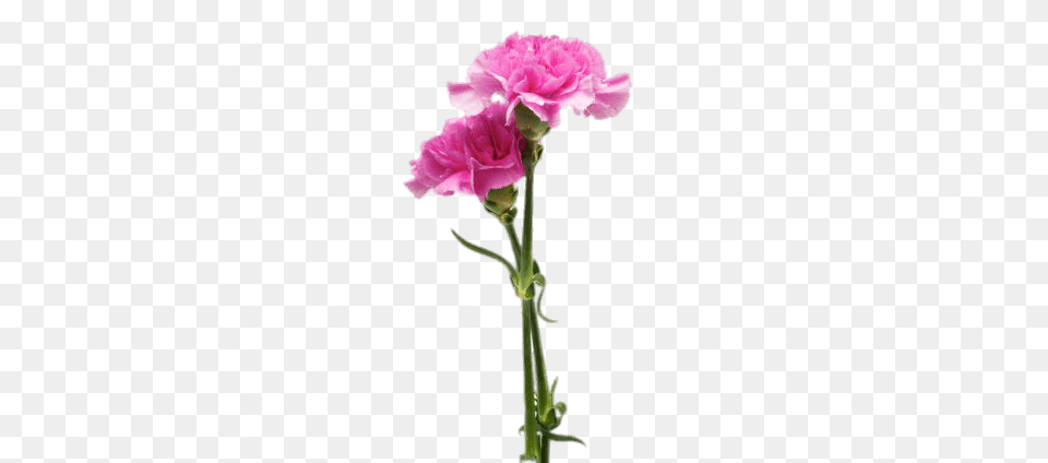 Two Carnations, Carnation, Flower, Plant, Geranium Png