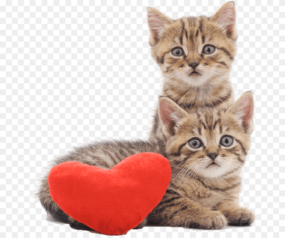 Two Cats Sitting With A Heart Cushion De Chatons Avec Fond Blanc, Animal, Cat, Kitten, Mammal Png