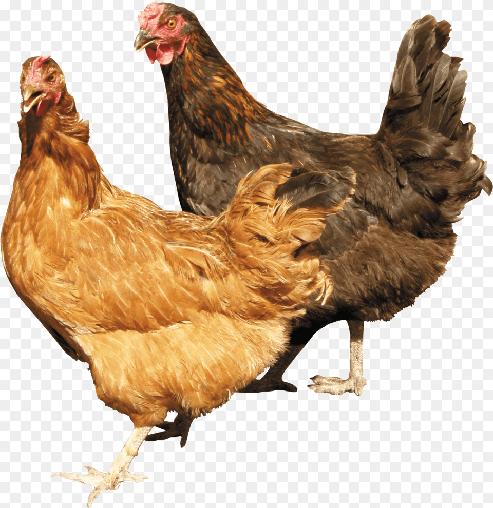 Two Chicken Image Chickens, Animal, Bird, Fowl, Hen Png