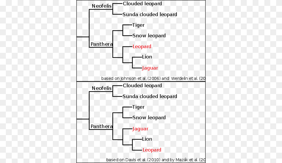 Two Cladograms Proposed For Panthera Panthera Cladogram, Chart, Plot Free Png