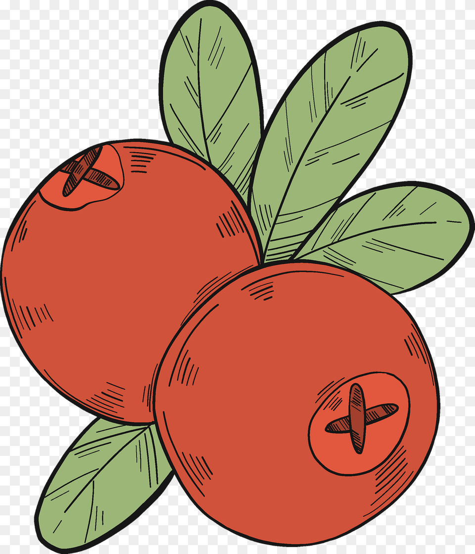 Two Cranberries Clipart, Food, Fruit, Plant, Produce Png Image
