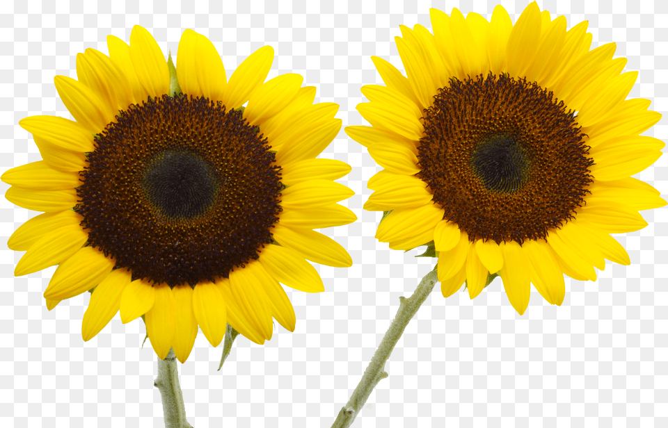 Two Cut Sunflowers Common Sunflower Petal Yellow Png