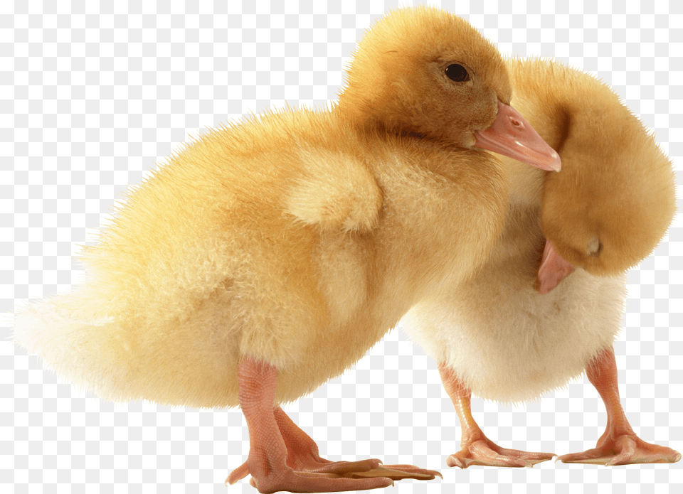 Two Cute Little Ducklings Image Animals Baby Ducks Transparent Background, Animal, Bird, Duck Free Png