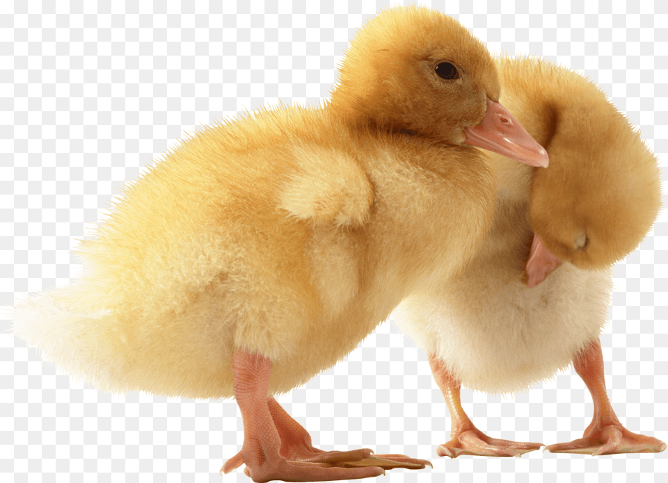 Two Cute Little Ducklings Cute Duck Transparent, Animal, Bird Png Image