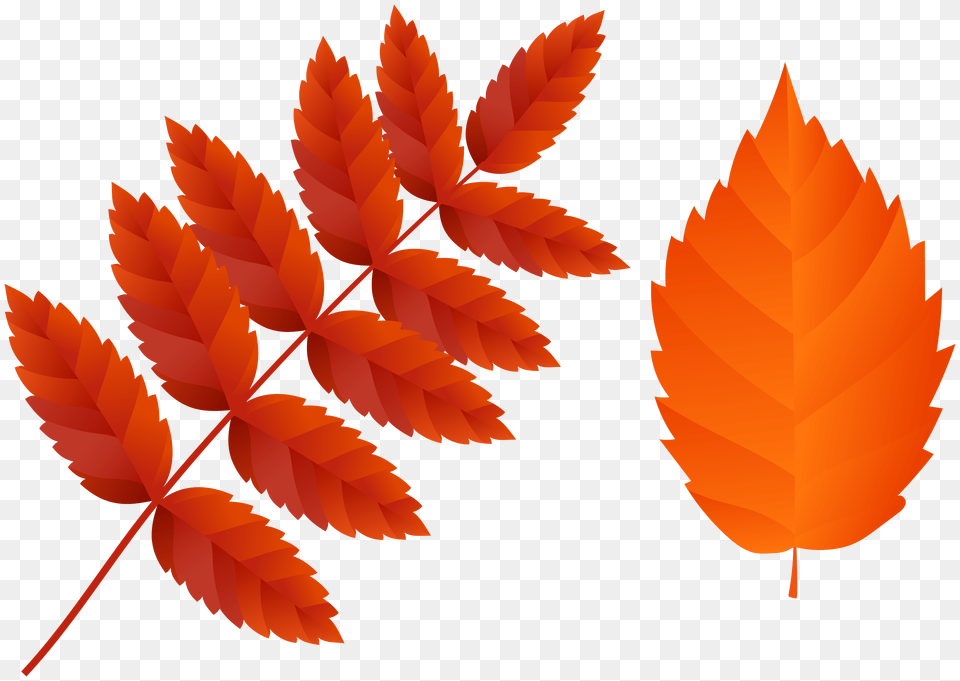 Two Dark Orange Fall Leaves Clip Art Gallery, Leaf, Plant, Tree, Texture Png Image