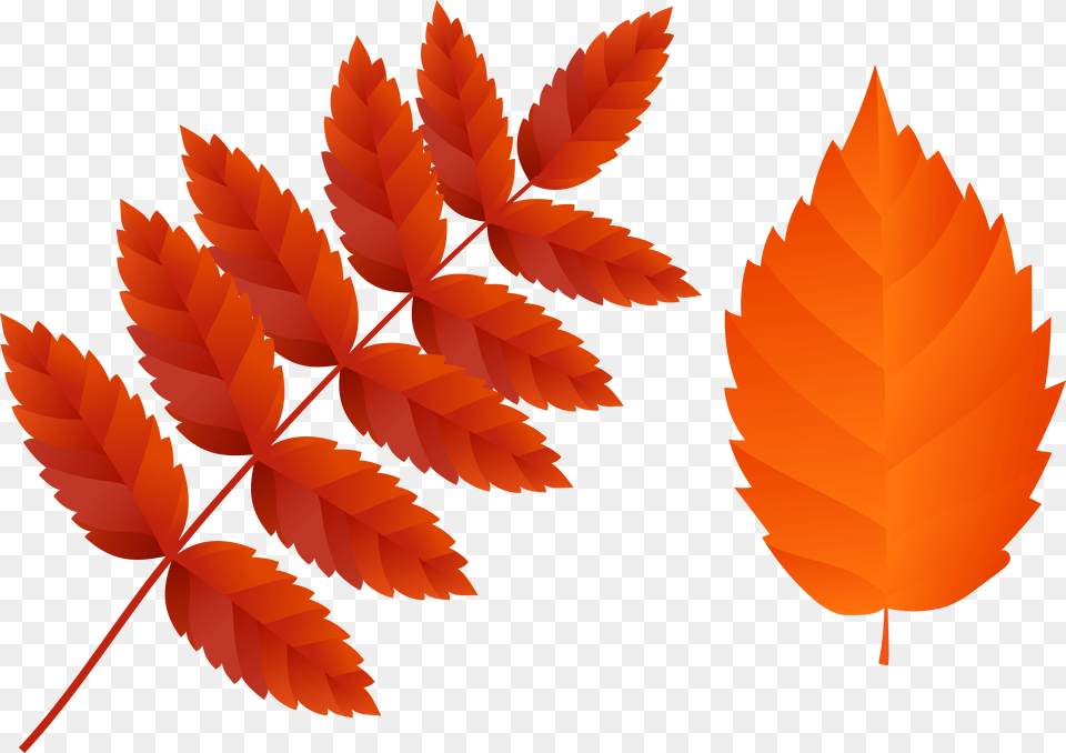 Two Dark Orange Fall Leaves Clip Art Orange Fall Leaves Clipart, Leaf, Plant, Tree Png