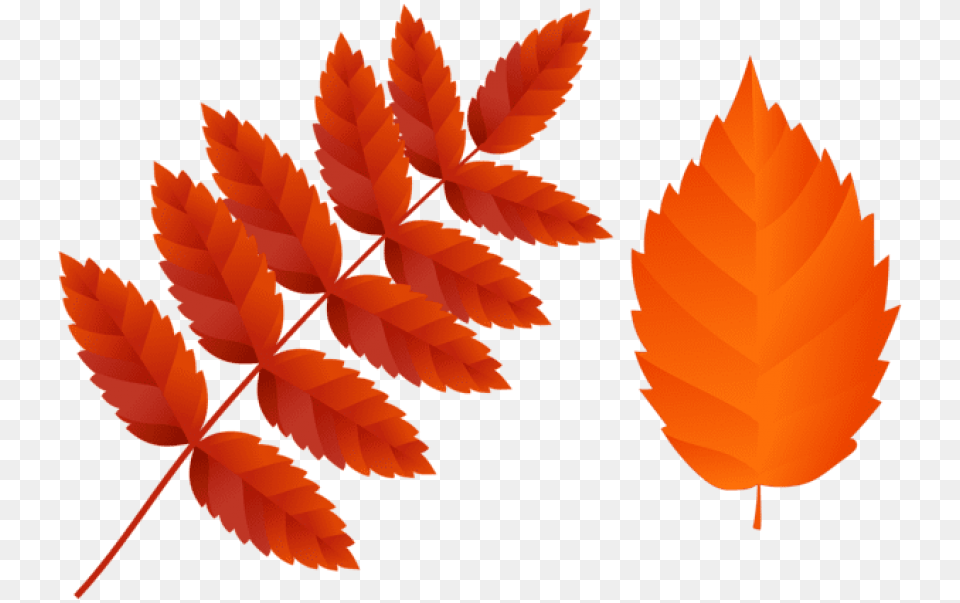 Two Dark Orange Fall Leaves Images Orange Fall Leaves Clipart, Leaf, Plant, Tree Free Transparent Png
