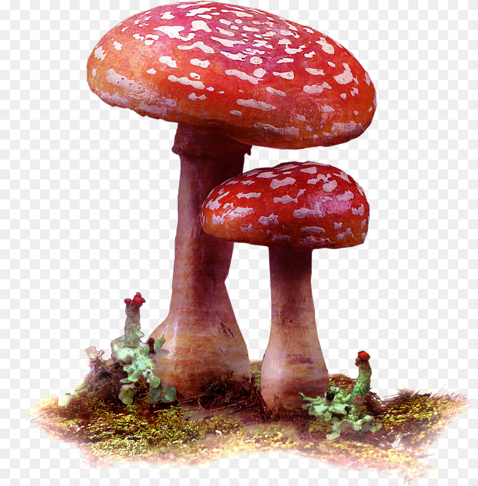 Two Deep Mountain Mushrooms, Fungus, Plant, Agaric, Amanita Free Transparent Png