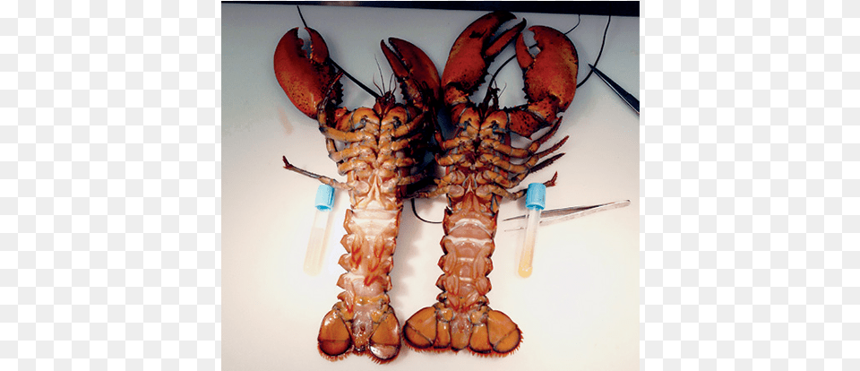 Two Diseased Lobsters American Lobster, Animal, Food, Invertebrate, Sea Life Free Png