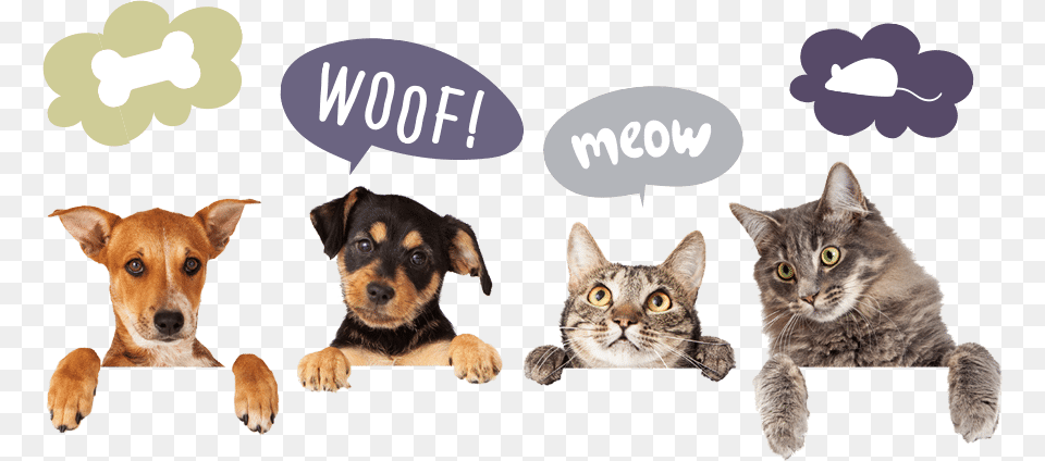 Two Dogs And Two Cats Cutout With Thought Bubbles Dog Hanging Over Wall, Animal, Canine, Mammal, Pet Free Png
