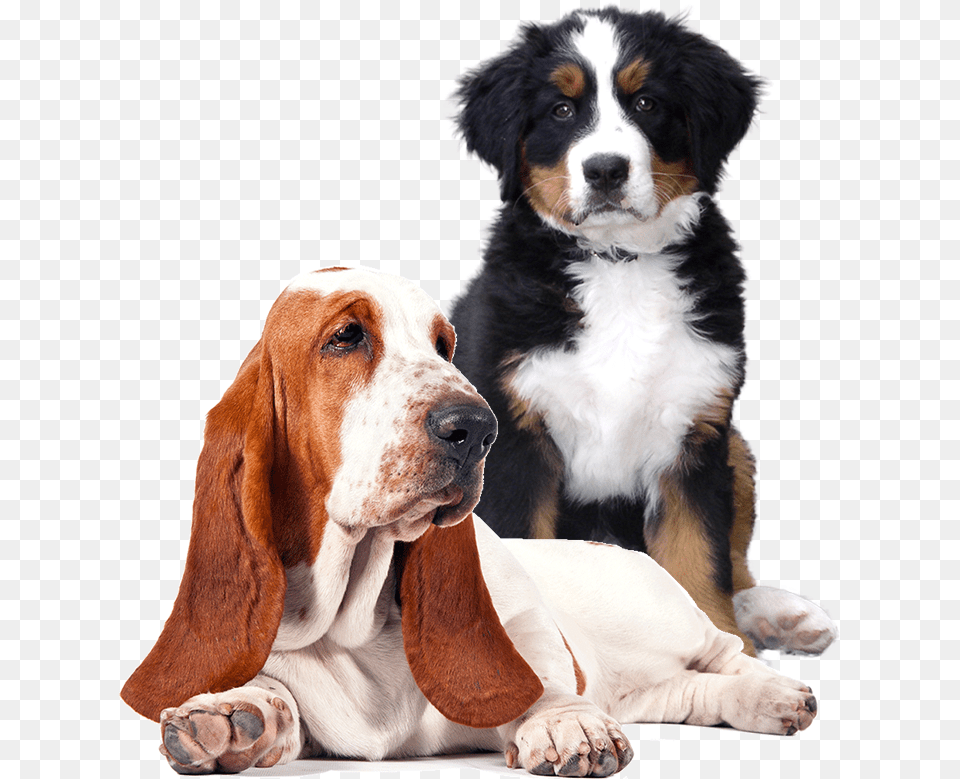 Two Dogs Black St Bernard Puppy, Animal, Canine, Dog, Hound Png