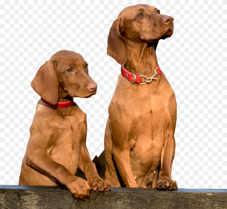 Two Dogs Image, Animal, Canine, Dog, Mammal Free Png
