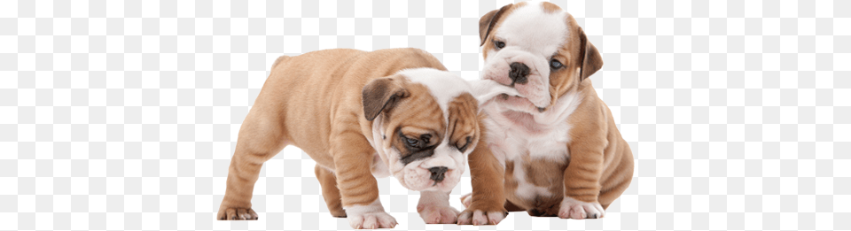 Two Dogs Quokka King Puppies Bulldog Sleeping Mask, Animal, Canine, Mammal, Dog Png Image