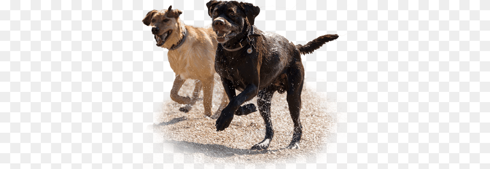 Two Dogs Running On A Beach Labrador Running, Animal, Canine, Dog, Labrador Retriever Free Png Download