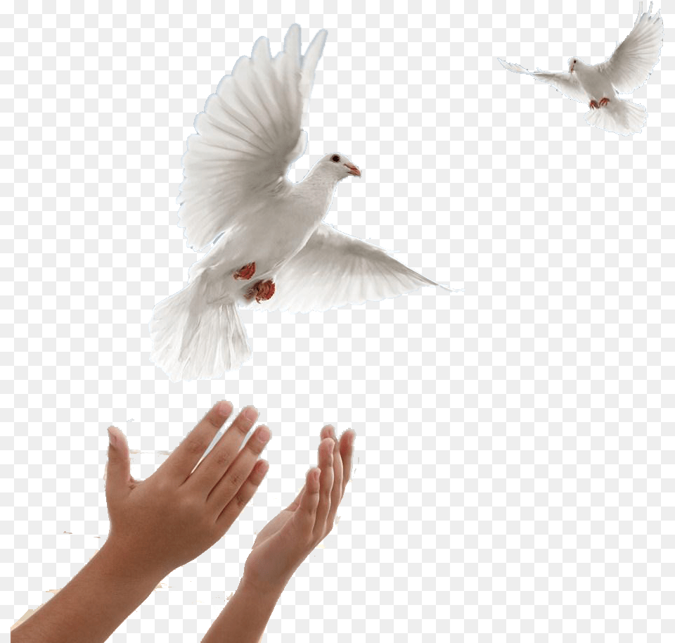 Two Doves Flying, Animal, Bird, Body Part, Finger Png Image