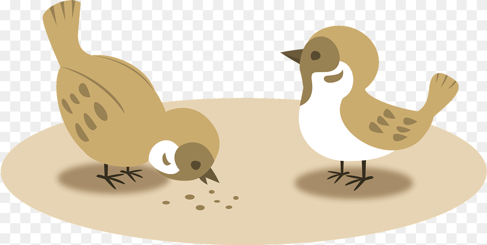 Two Eurasian Tree Sparrows Clipart, Animal, Bird, Quail, Chicken Png Image