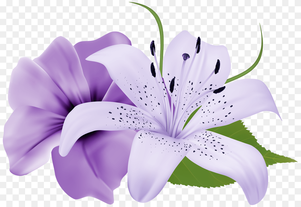 Two Exotic Flowers Clipart Image Tiger Lily Purple Lily Flower, Anther, Plant, Petal, Animal Free Transparent Png