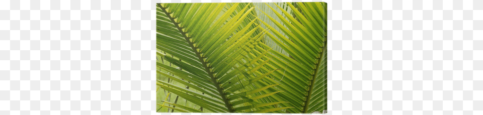 Two Fan Shaped Green Palm Leaves Canvas Print Pixers Canvas, Leaf, Plant, Tree, Vegetation Png