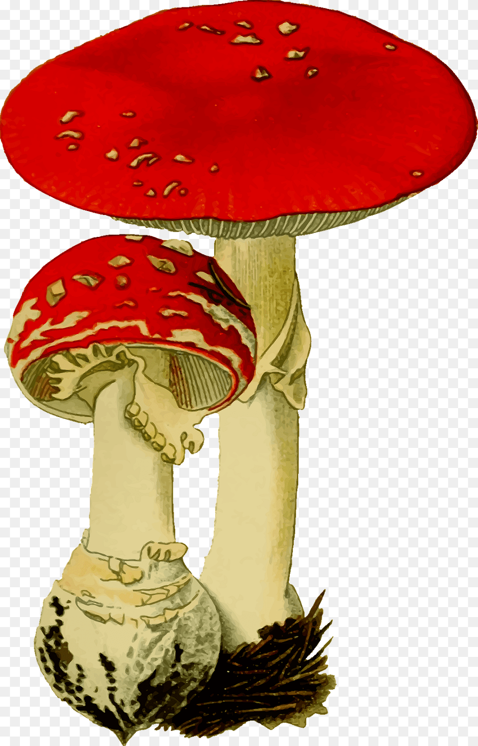 Two Fly Amanitas, Agaric, Amanita, Fungus, Mushroom Png Image