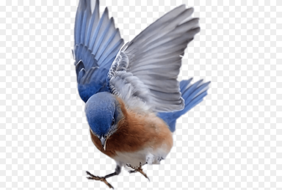 Two Flying Birds, Animal, Bird, Bluebird, Blue Jay Png Image