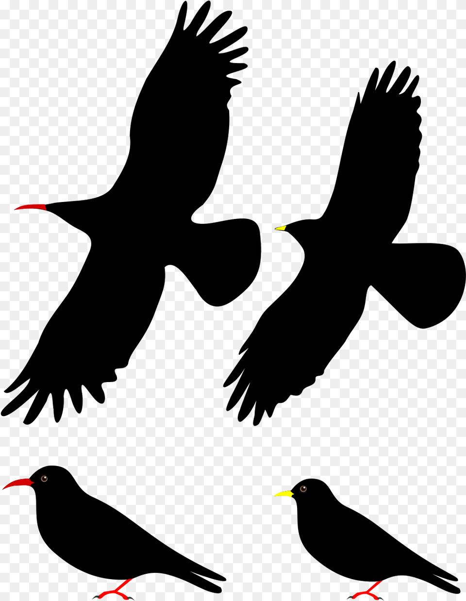 Two Flying Black Bird, Animal Free Png