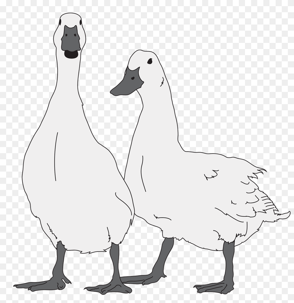 Two Geese Clipart, Animal, Bird, Goose, Waterfowl Free Transparent Png