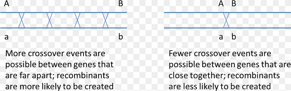 Two Genes Located On The Same Chromosome, Handrail Free Png