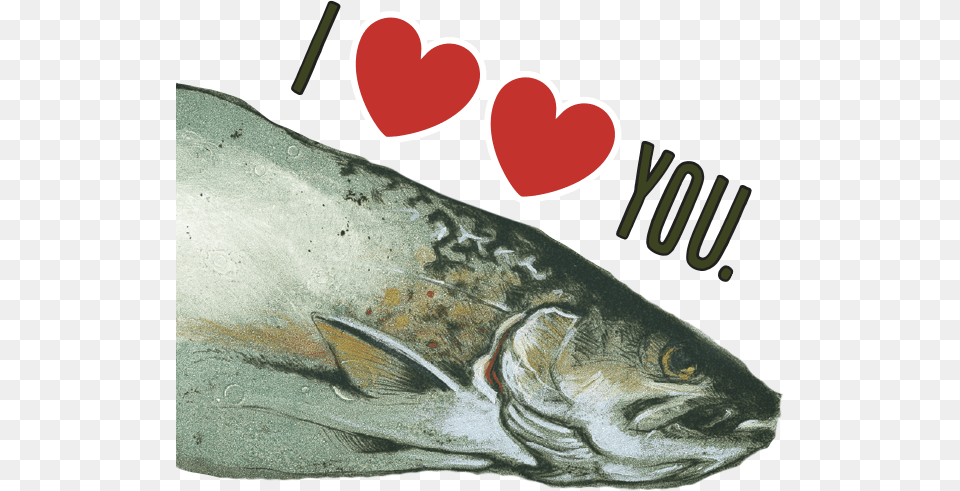 Two Heart You Bells Beer American Ipa Two Hearted Ale 12 Can Pack, Animal, Coho, Fish, Sea Life Png Image