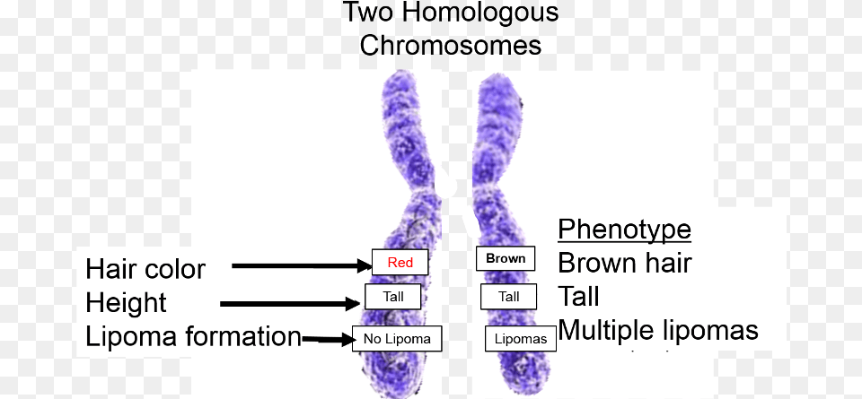 Two Homologous Chromosomes Illustrating Alleles For Multiple Alleles On Chromosome, Purple, Flower, Plant, Smoke Pipe Free Transparent Png