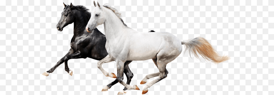 Two Horses Horses, Andalusian Horse, Animal, Horse, Mammal Png Image