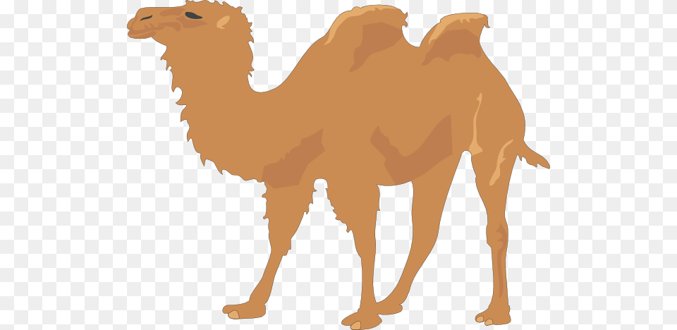 Two Hump Camel Clip Art, Animal, Mammal, Bear, Wildlife Png