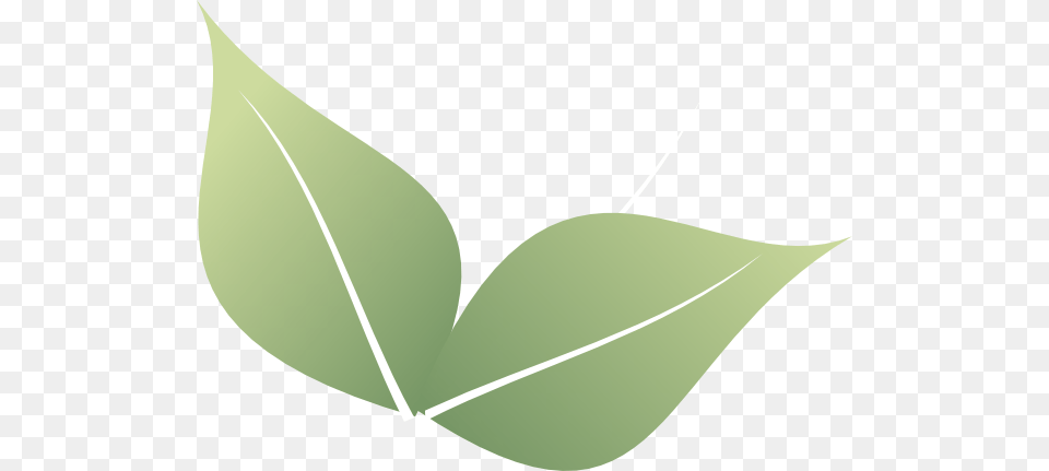 Two Leaves Clip Art, Herbal, Herbs, Leaf, Plant Free Png
