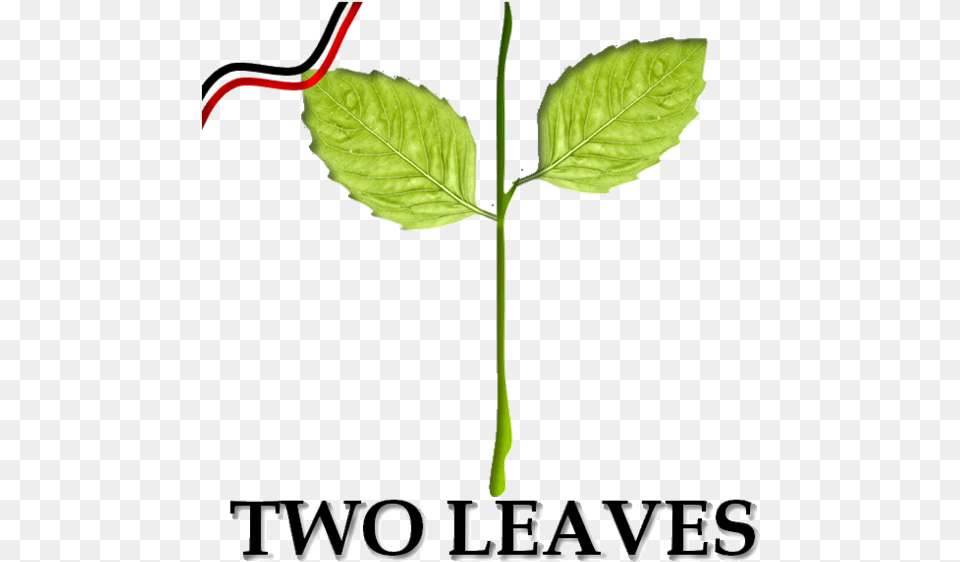 Two Leaves Party Symbol, Leaf, Plant, Herbal, Herbs Free Png Download