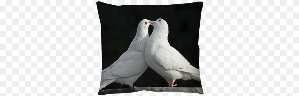 Two Loving White Doves Throw Pillow U2022 Pixers We Live To Change Posters Of Loving Dove, Animal, Bird, Pigeon Png Image