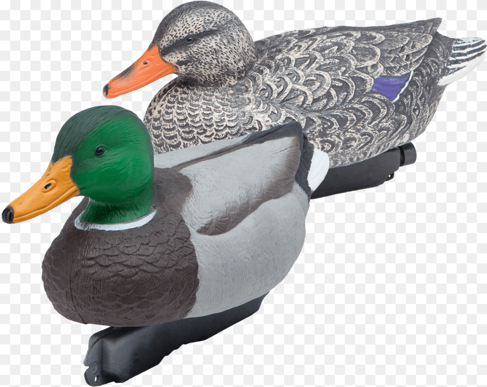 Two Mallard Floating Duck Decoys Appelant Canard, Animal, Anseriformes, Bird, Teal Png