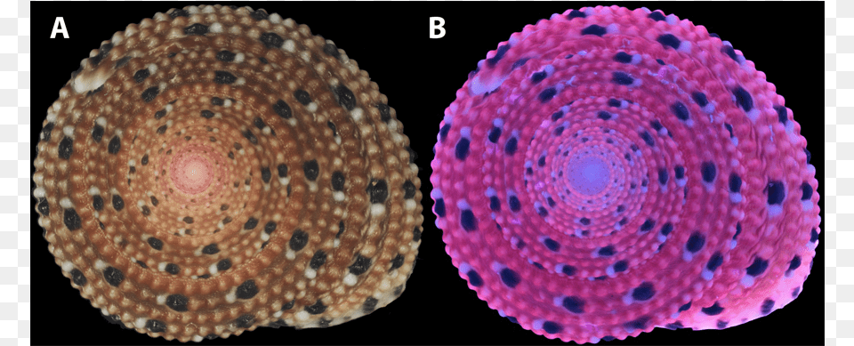 Two Mollusc Shells Circle, Animal, Invertebrate, Sea Life, Seashell Png