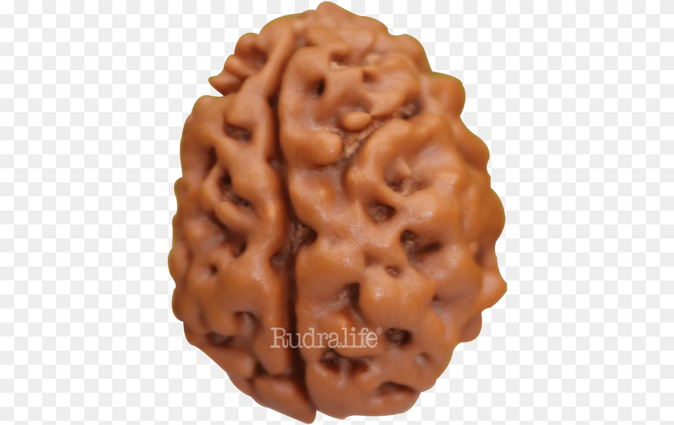 Two Mukhi Rudraksha Rudraksha 2 Mukhi Nepali Rudraksha, Food, Nut, Person, Plant Png