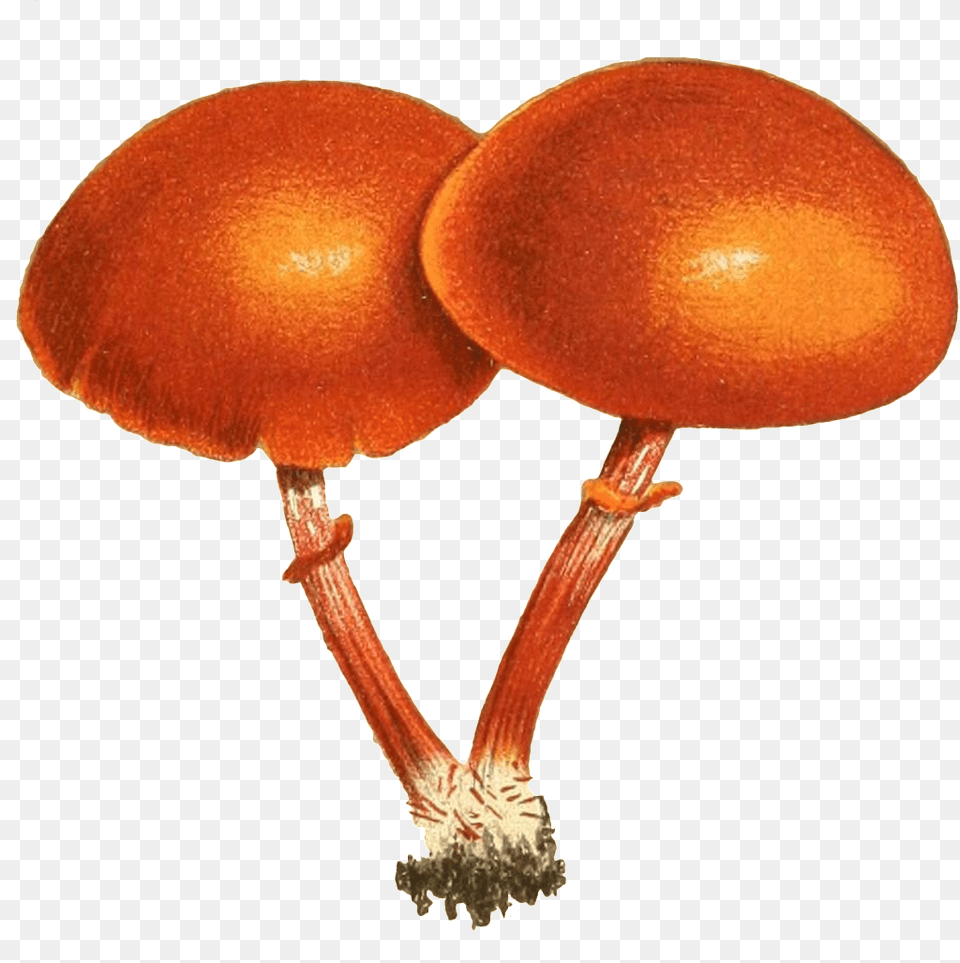 Two Mushroom Transparent Plant Vectors Connected Mushroom, Agaric, Amanita, Fungus Png