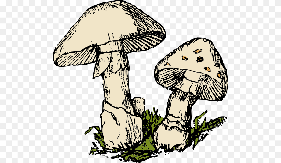 Two Mushrooms Clip Art Vector, Agaric, Fungus, Mushroom, Plant Png Image