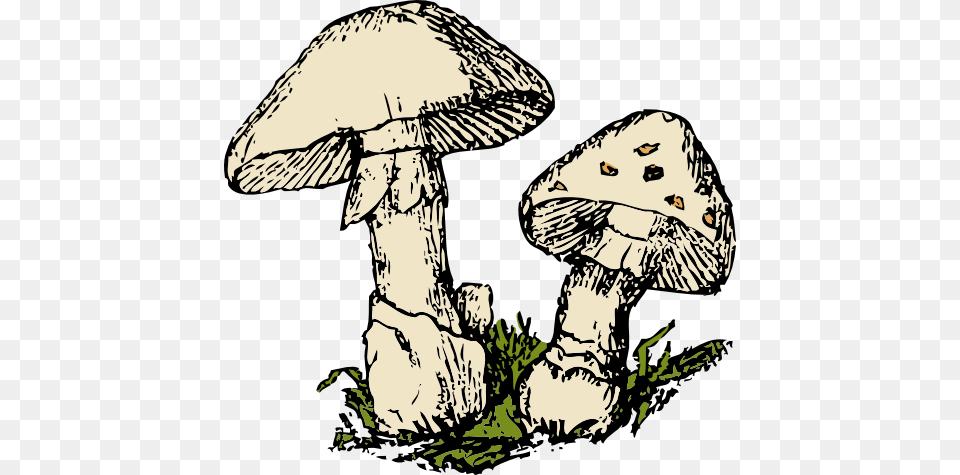 Two Mushrooms Clipart, Agaric, Plant, Fungus, Mushroom Free Png