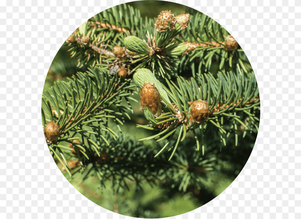 Two Needle Pinyon Pine, Conifer, Fir, Plant, Spruce Free Png Download