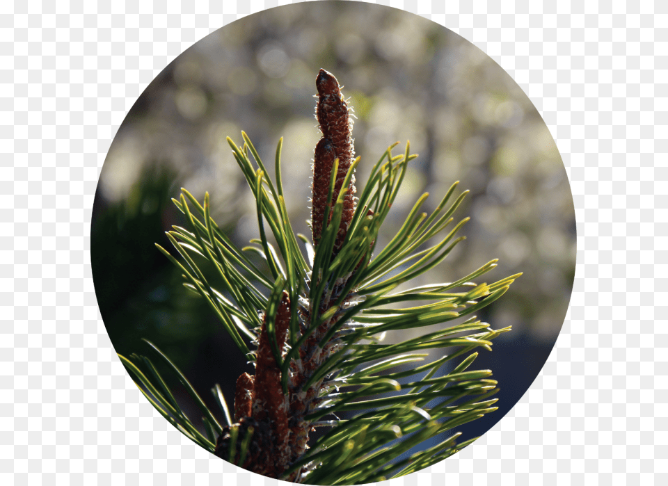 Two Needle Pinyon Pine, Conifer, Fir, Plant, Tree Free Transparent Png